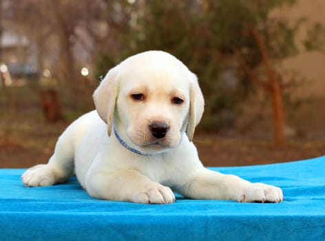 nice little yellow labrador puppy laying on blue background