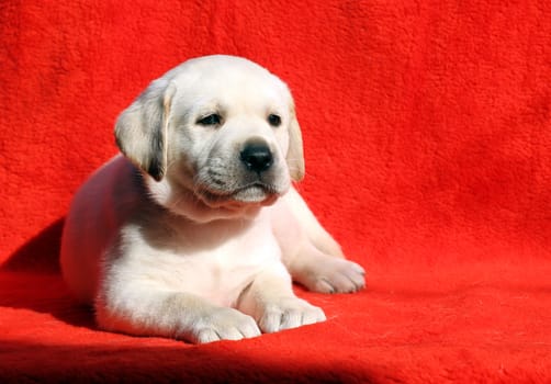 the nice yellow labrador puppy laying on red background