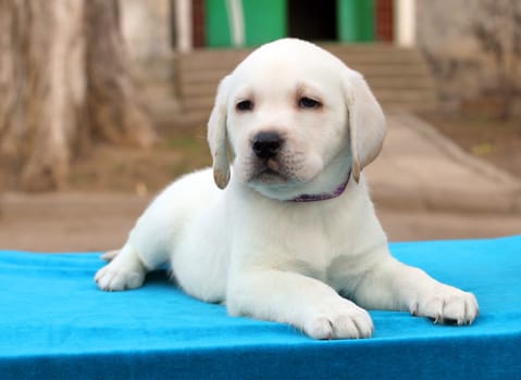 the nice little yellow labrador puppy laying on blue background