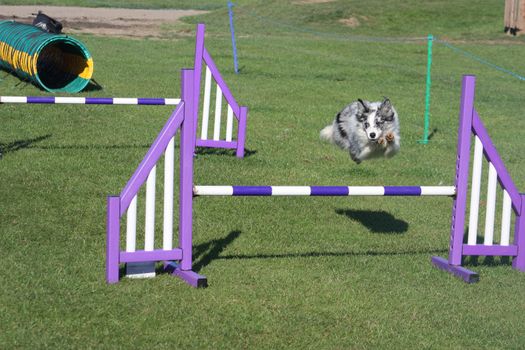 blue merle collie pet dog doing agility