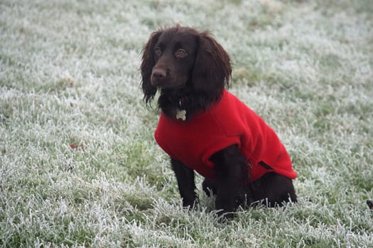 cute liver working type cocker spaniel pet gundog