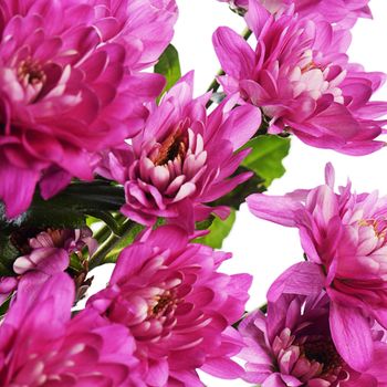 The flower pink chrysanthemums as a  background