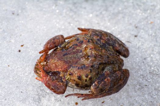 Only just woke up frog migrates through  snow in a reservoir.  closeup, low camera position.