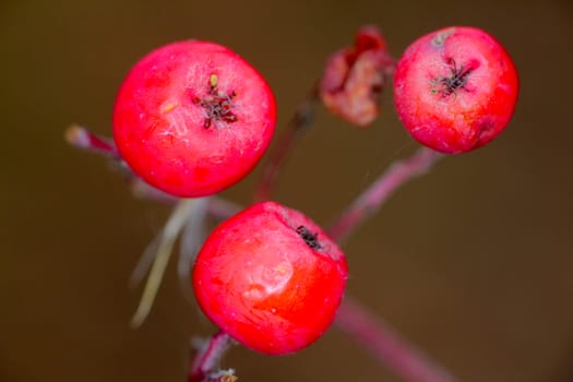 Macro red berries of  mountain ash, which sway in  wind