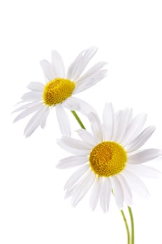 The beautiful daisy isolated on white background