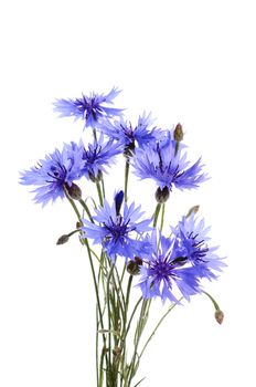 The beautiful cornflower isolated on white background