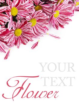 Flower pink chrysanthemums on isolated white background