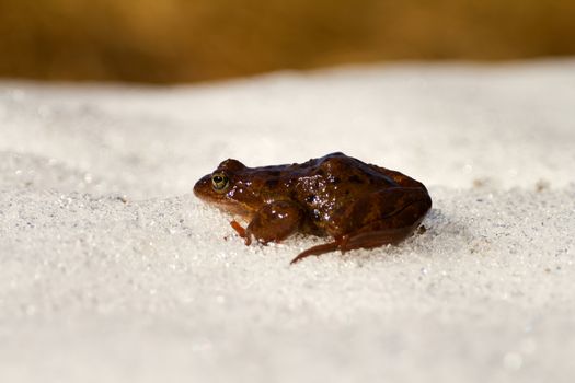 Only just woke up frog migrates through  snow in a reservoir.  closeup, low camera position.