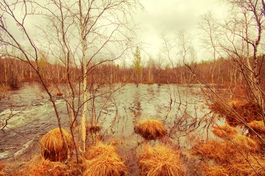 Picture of spring floods. Transparent water flow in  birch forest.