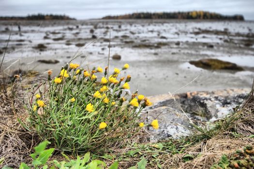last yellow autumn flowers trembling in  wind. In  background autumn seaside landscape at low tide.