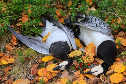 Hunter prey two geese and put on yellow leaves. Next spray cranberries.