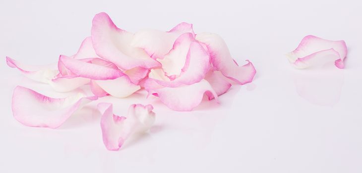Blossom, flower. Beautiful, pink rose