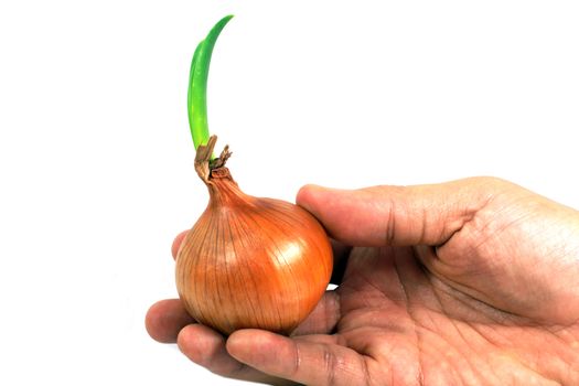 Growing Onion on right hand