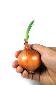 Growing Onion on right hand