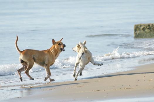 Dog on the beach