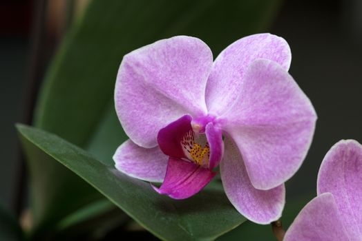 Orchid Flowers