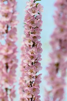peach blossom in the park