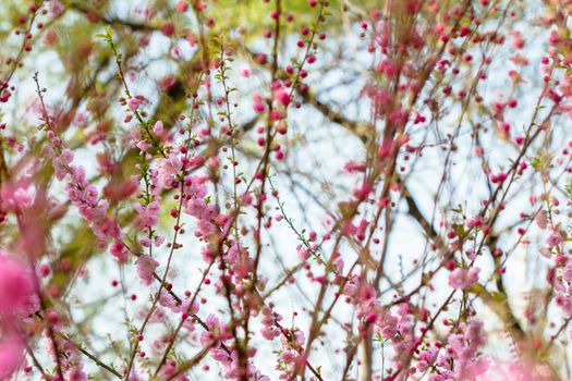 peach blossom in the park