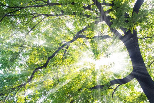 Green tree in the summer,sunshine through the branch