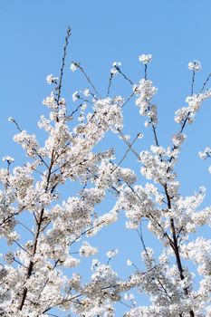 cherry blossom in the park
