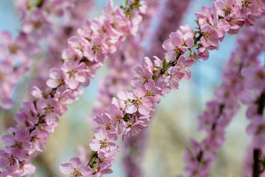 peach blossom in the park
