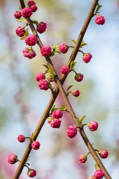 peach blossom in the park