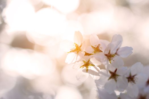 cherry blossom in the park
