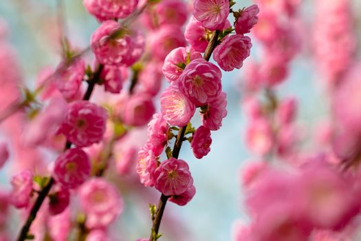 peach blossom in the park