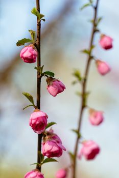 peach blossom in the park