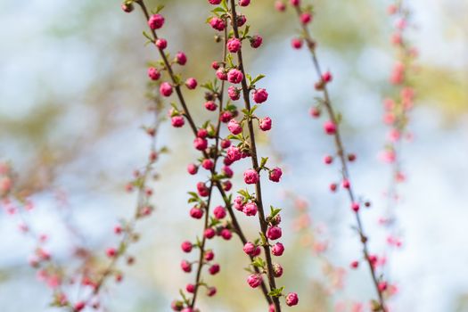 peach blossom in the park