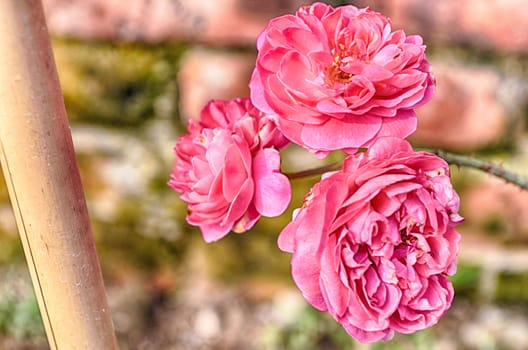 Pink Flowers Blossoming Tree Branch