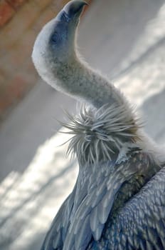 Portrait of an American Bald Eagle