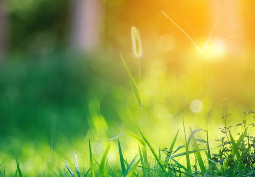 bristle grass in summer