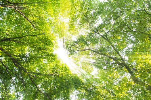 Green tree in the summer,sunshine through the branch
