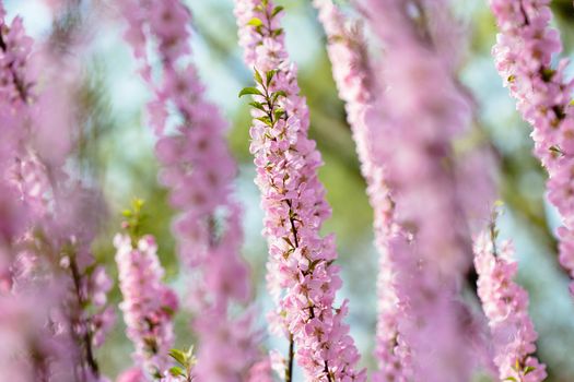 peach blossom in the park
