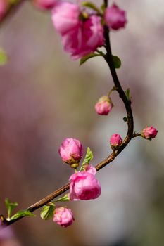 peach blossom in the park