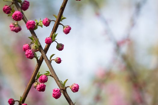 peach blossom in the park