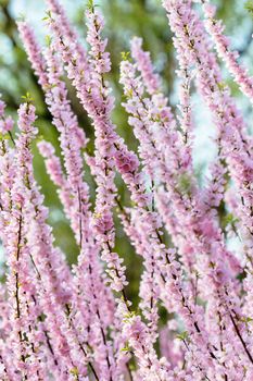 peach blossom in the park