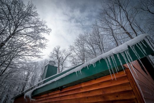 A walk through the woods and a visit to the maple syrup bush sugar shack.