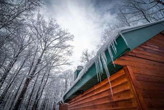 A walk through the woods and a visit to the maple syrup bush sugar shack.