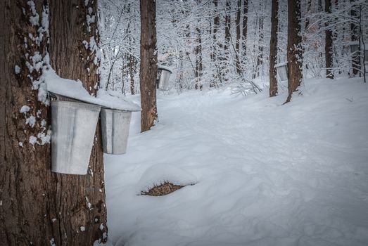 A walk through the woods and a visit to the maple syrup bush sugar shack.