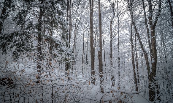 A walk through the woods and a visit to the maple syrup bush sugar shack.