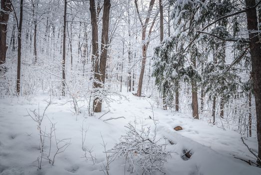 A walk through the woods and a visit to the maple syrup bush sugar shack.