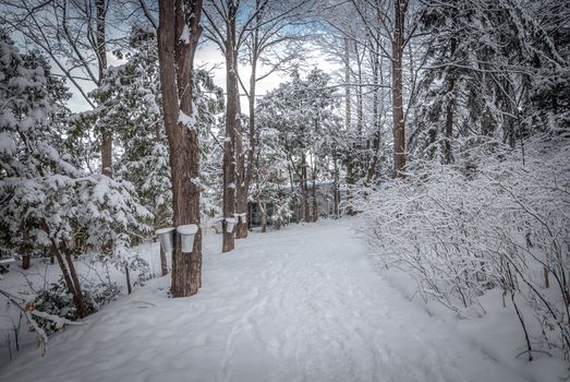 A walk through the woods and a visit to the maple syrup bush sugar shack.