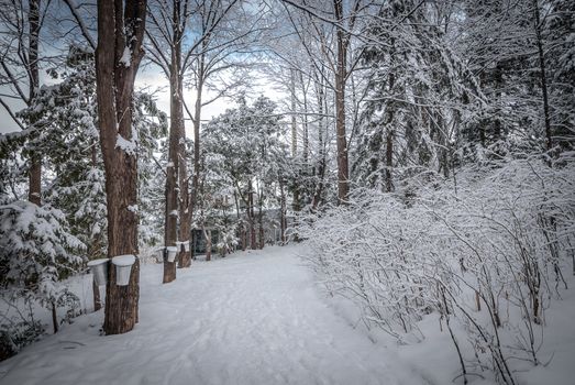 A walk through the woods and a visit to the maple syrup bush sugar shack.