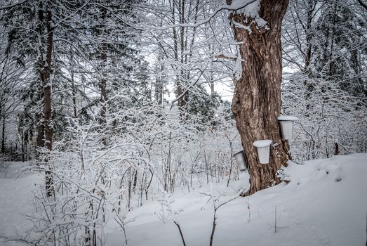 A walk through the woods and a visit to the maple syrup bush sugar shack.