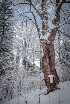 A walk through the woods and a visit to the maple syrup bush sugar shack.