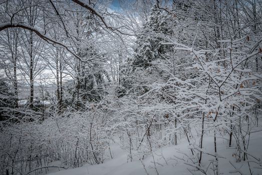 A walk through the woods and a visit to the maple syrup bush sugar shack.