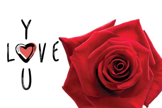 Red rose against cute valentines message