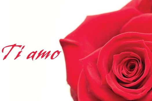 Closeup of pink rose against ti amo